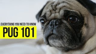 What you need to know about Pugs Check out this video and see [upl. by Juliet94]