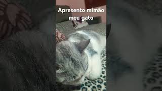 Esse é mimão🐱😸😺 [upl. by Silvers]