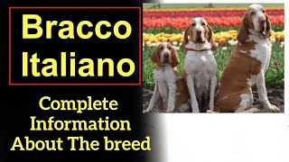 Bracco Italiano Pros and Cons Price How to choose Facts Care History [upl. by Aneekal]