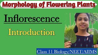 InflorescenceIntroduction Racemose amp Cymose Inflorescence Morphology of Flowering PlantsClass 11 [upl. by Raff]