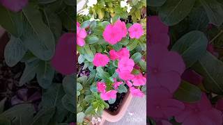 Vinca PlantCatharanthus Roseus Flower flowers nature plants vinca shorts catharanthus colors [upl. by Ahseem399]