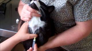 Feline Jugular Venipuncture [upl. by Gnurt]