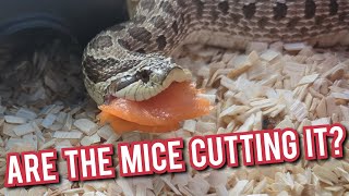 Hognose Snake Diet  An In Depth Look [upl. by Naoj513]