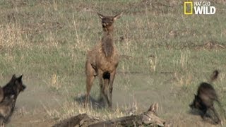 Le courage dune mère élan face aux loups [upl. by Martie]