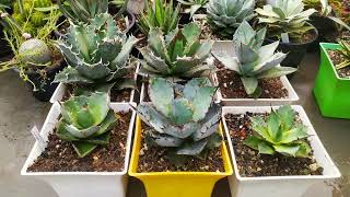 Some of the most beautiful agave varieties [upl. by Anthony804]