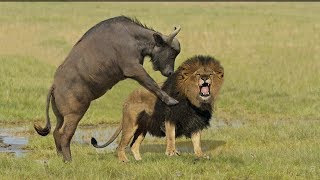 Incredible Lion Vs Buffalo  Buffalo Kill Lion To Save His Life [upl. by Elimaj891]