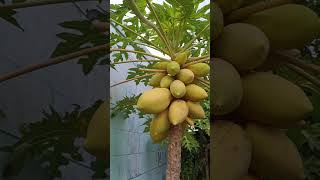 Yellow but raw food papaya fruit [upl. by Chadabe]