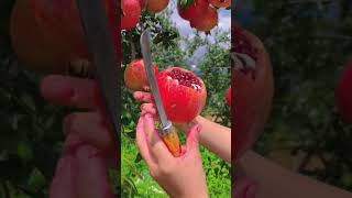 Amazing fruits farmer enjoy 🍅shorts new nature fruits garden vegetables foryou shortvideo [upl. by Easlehc]