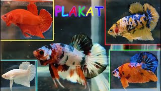 EXOTIC BETTA FISH MALE FEMALE CATLOUGE [upl. by Claudelle451]