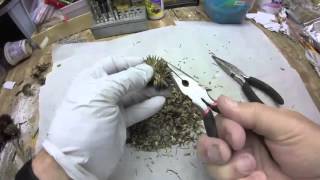 Echinacea Seed Removal [upl. by Maridel]