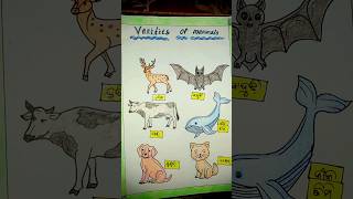 varieties of mammals  science project  curriculum activities shorts youtubeshorts [upl. by Alyag279]