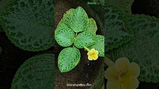 Episcia Yellow Hanging Plant indoorplant decor shorts tamil bharathgreens [upl. by Lindberg390]