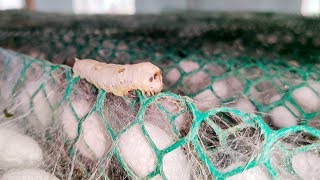 How Its Made quotSILKquot  Harvesting Silk From Silkworm  Costliest Silk Worm Cocoon Farming In India [upl. by Hpsoj]