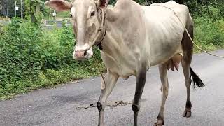 Pure Hallikar cow in Harsha manganahalli Bengaluru North [upl. by Marino]