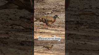 SPOTTED Bronzewing [upl. by Trix]