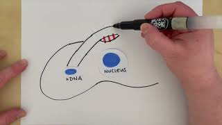 Sleep walking the kinesin motor KINE is required for growth of the sleeping sickness parasite [upl. by Narej235]