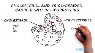 Dyslipidemia What to know about Cholesterol and Triglycerides levels [upl. by Ardnasella]