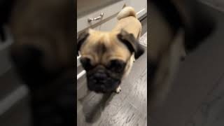 I want food pug dog food funny cute foryou music [upl. by Ahsienak]