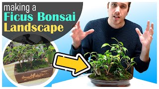 Making a Ficus Benjamina Bonsai Landscape  November 2023 [upl. by Enibas34]