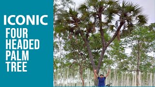 Four Headed Tal Palm Tree in Jungle  Bankura West Bengal  Part02 [upl. by Littell]