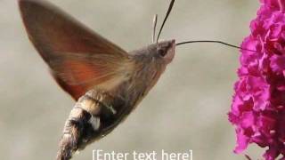 Hummingbird Hawk Moth [upl. by Abehshtab]