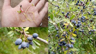 Berberis Lycium Sumbal  How to grow Berberis Lycium at home [upl. by Vidovic]