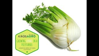 Growing fennel in a polytunnel [upl. by Liarret]