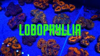 Coral Lobophyllia [upl. by Tiphany]