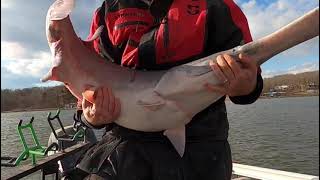 Snagging for Spoonbill  Paddlefish on Lake of the Ozarks [upl. by Bonnee]