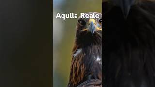 Aquila Reale Un Viaggio Epico [upl. by Ajidahk]