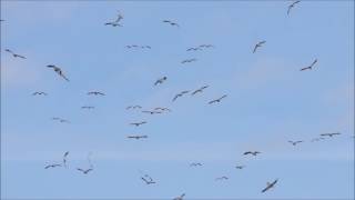 snow geese whiffling nov 14 2015 [upl. by Adali]