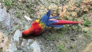 Crazy Adventures of a Wild Macaw [upl. by Enyad]