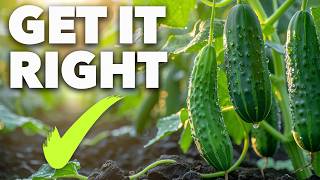 Cucumber Growing Masterclass The Secret to Perfect Cucumbers [upl. by Barbette140]