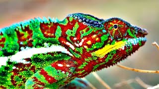 How Do Chameleons Change Color [upl. by Sanyu]