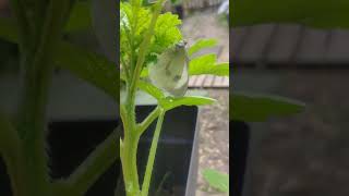 Jai trouvé ma place dit le 🦋💦🐛🐝  Malgré le chien le vent et 👁️👁️📽️ [upl. by Haseena]