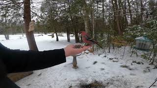 Pine Grosbeak [upl. by Rialcnis]