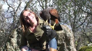 Hawk Walk with West Coast Falconry [upl. by Basir]