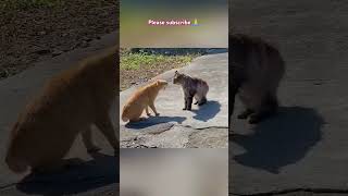 Cute kittens videos water cat pets animals cute russia japan poland usa [upl. by Cindy255]