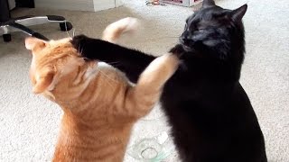 EPIC Cat Fight Compilation  Cole and Marmalade [upl. by Georgena617]