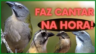 🏆APROVADO🔴TRINCA FERRO CANTANDO🔥 ABRA O CANTO E DESTRAVE SEU TRINCA FERRO RAPIDO [upl. by Nahtanoy]