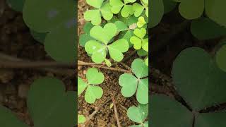 Oxalis plant growing capacity more and more yshortsplease like and subscribe 🙏🙏🙏🙏 [upl. by Ainaled]