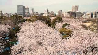 福岡県 福岡城の桜 その3 天守台の展望 [upl. by Airdnna]