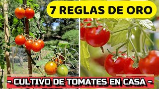 7 CLAVES Del ÉXITO para CULTIVAR TOMATES 🍅en MACETA  Cómo CUIDAR Planta de Jitomate o Tomate [upl. by Aluk]