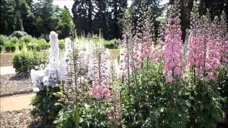 Delphinium Trial  RHS Wisley Garden 2013 [upl. by Macur]