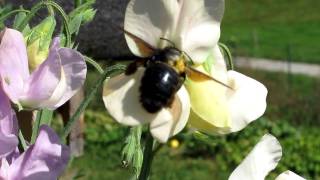 Blue Carpenter Bee [upl. by Pasho]