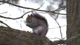 Grey Squirrel calling [upl. by Keon]