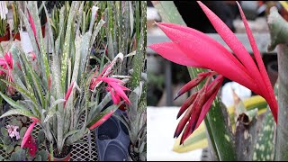 Bromeliad Care and Bloom Guide [upl. by Elimac]