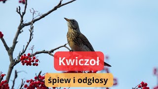 Kwiczoł odgłosy  śpiew kwiczoła  jak wygląda ten ptak [upl. by Yentihw712]