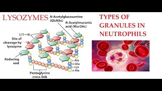 L27 Function of Lysozymes Granules in Neutrophils [upl. by Yztim825]