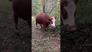 Dotty Joining The Morning Parade farming familyfarm shorthorn cattle cow morning fall [upl. by Trakas]